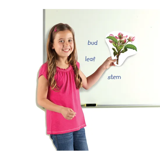 Giant Magnetic Plant Life Cycle Set 12 Pieces