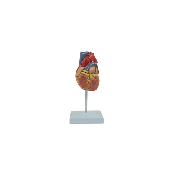 Human Heart Life Size Model 2 Parts