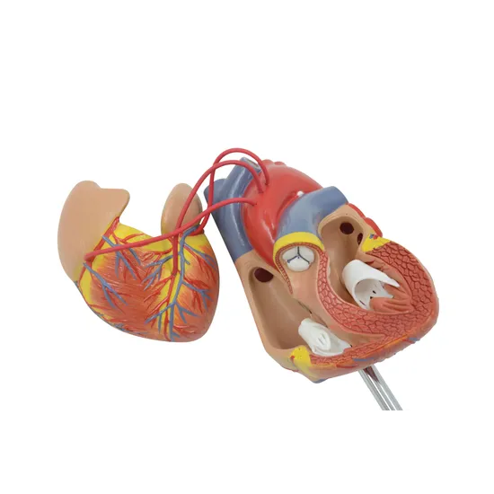 Human Heart Life Size Model 2 Parts