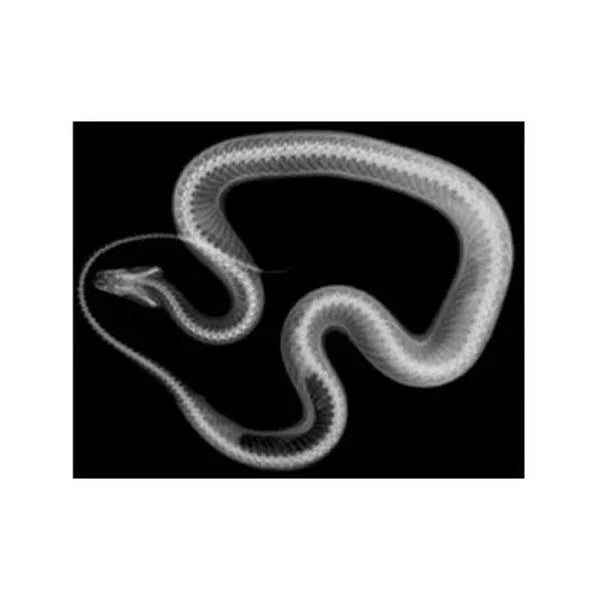 Animal X-Rays 14 Images with Matching Picture Cards