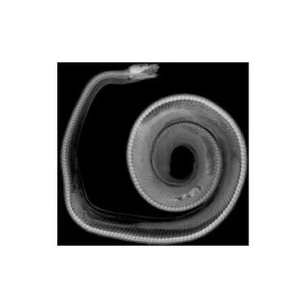 Animal X-Rays 14 Images with Matching Picture Cards