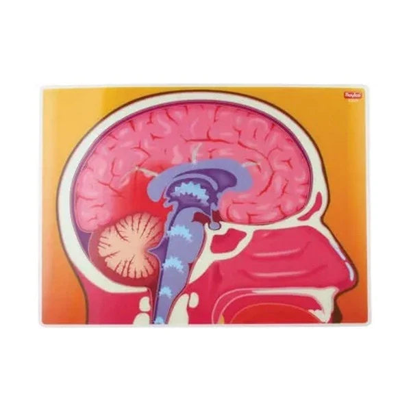 My Body In Action Animation Cards Set of 10