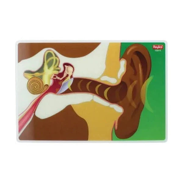 My Body In Action Animation Cards Set of 10